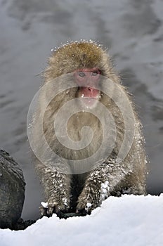 The Japanese macaque. The Japanese macaque Scientific name: Macaca fuscata, also known as the snow monkey