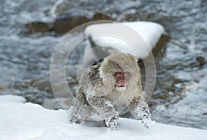 Running Japanese macaque. Near natural hot spring. The Japanese macaque ( Scientific name: Macaca fuscata), also known as