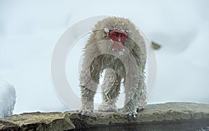 Snow monkey near natural hot spring. The Japanese macaque ( Scientific name: Macaca fuscata), also known as the snow monkey.