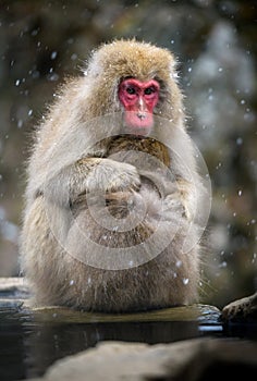 Snow monkey Japanese Macaque in a snowstrom, Jigokudani Monkey