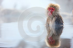 Snow Monkey