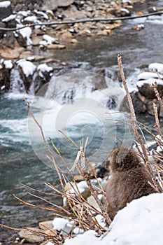 Snow Monkey at Jigokudani Monkey Park