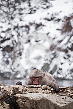 Snow Monkey at Jigokudani Monkey Park