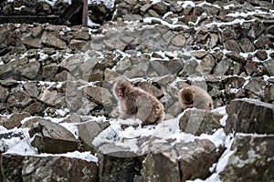 Snow Monkey at Jigokudani Monkey Park