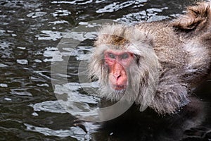 Snow Monkey at Jigokudani Monkey Park