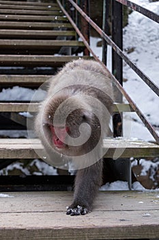 Snow Monkey at Jigokudani Monkey Park