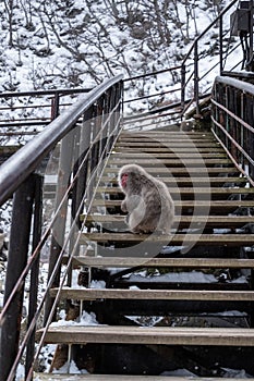 Snow Monkey at Jigokudani Monkey Park