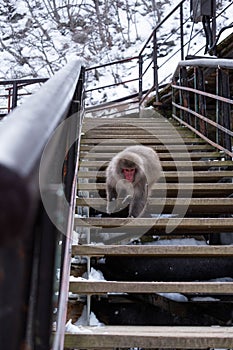 Snow Monkey at Jigokudani Monkey Park