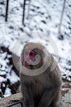 Snow Monkey at Jigokudani Monkey Park