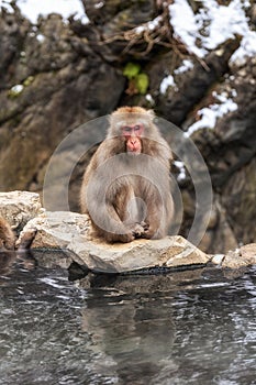 Snow monkey in Jigokudani monkey park