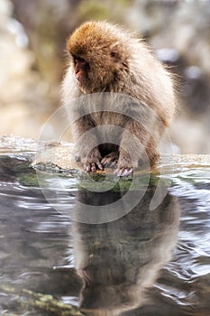 Snow monkey in Jigokudani monkey park