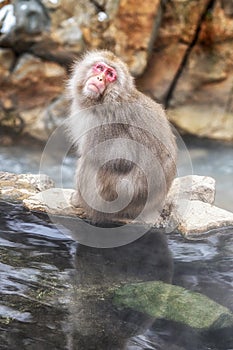 Snow monkey in Jigokudani monkey park