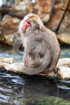 Snow monkey in Jigokudani monkey park