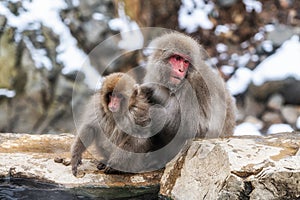 Snow monkey in Jigokudani monkey park