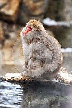 Snow monkey in Jigokudani monkey park
