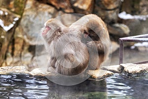 Snow monkey in Jigokudani monkey park