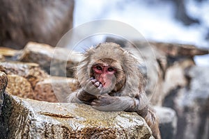 Snow monkey in Jigokudani monkey park