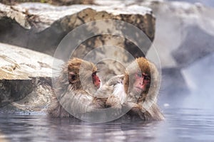 Snow monkey in Jigokudani monkey park