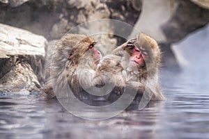 Snow monkey in Jigokudani monkey park