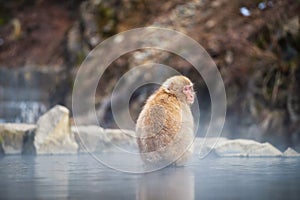 Snow monkey in Jigokudani Park, Yamanouchi