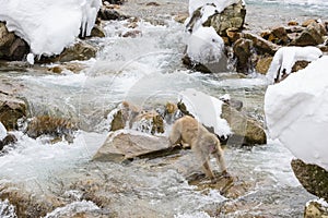 Snow Monkey Jumping over Water