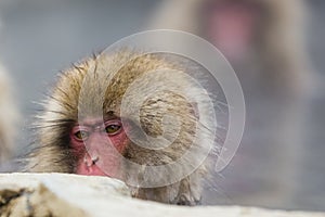 Snow Monkey Lost in Thought