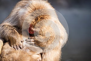 Snow monkey Macaque find fleas, Yamanouchi