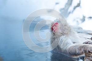 La neve scimmie macachi 