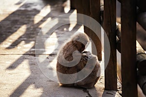 Snow monkey mom find fleas on baby, Yamanouchi