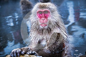 Snow monkey at Monkey Park Japan.