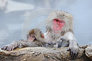 Snow monkey mother and child taking the hot spring in Nagano