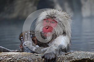 Snow monkey mother and child taking the hot spring in Nagano