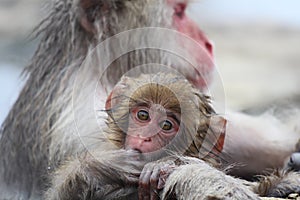 Snow monkey mother and child taking the hot spring in Nagano