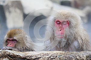 Snow monkey mother and child taking the hot spring in Nagano