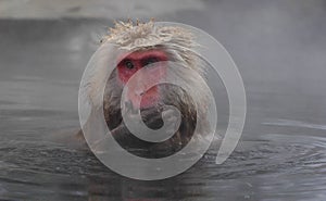Snow monkey in onsen