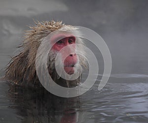 Snow monkey in onsen
