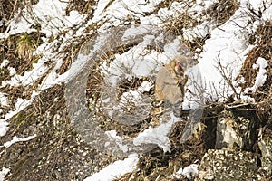 Snow Monkey Out on a Branch, Gnawing a Twig