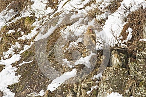 Snow Monkey Out on a Branch, Sucking a Twig