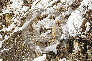 Snow Monkey Out on a Limb, Food in Hand