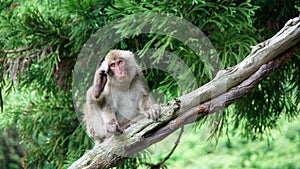 Snow monkey scratching behind the ears in Jigokudani, Japan