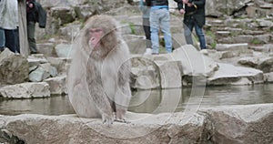 Snow monkey sits on onsen, hot spring, wall and shakes head vigorously