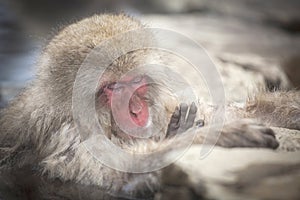 Snow monkey sleep and relax in hot spring