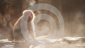 Snow monkey sunbath at hot spring, Jigokudani