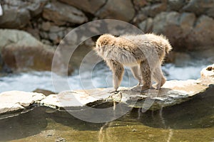 Snow Monkey In Sunshine