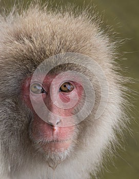 Snow Monkey with Water Dripping from Chin
