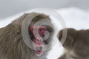Snow monkey in winter cuddle up with adults with snow background.