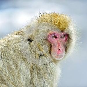 Snow monkey. Winter season. The Japanese macaque also known as the snow monkey.ÑŽ