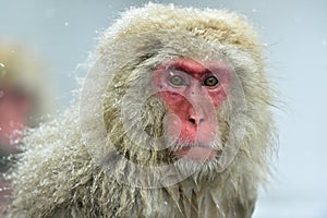 Snow monkey. Winter season. The Japanese macaque Scientific name: Macaca fuscata, also known as the snow monkey.