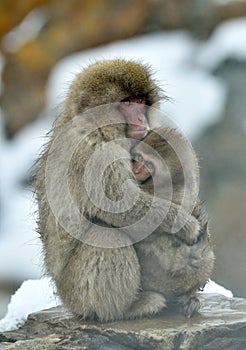 Snow monkey wiyh cub. The Japanese macaque.