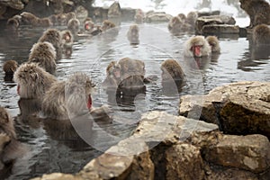 Snow monkeys